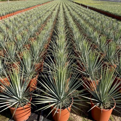 Yucca rostrata 15cm