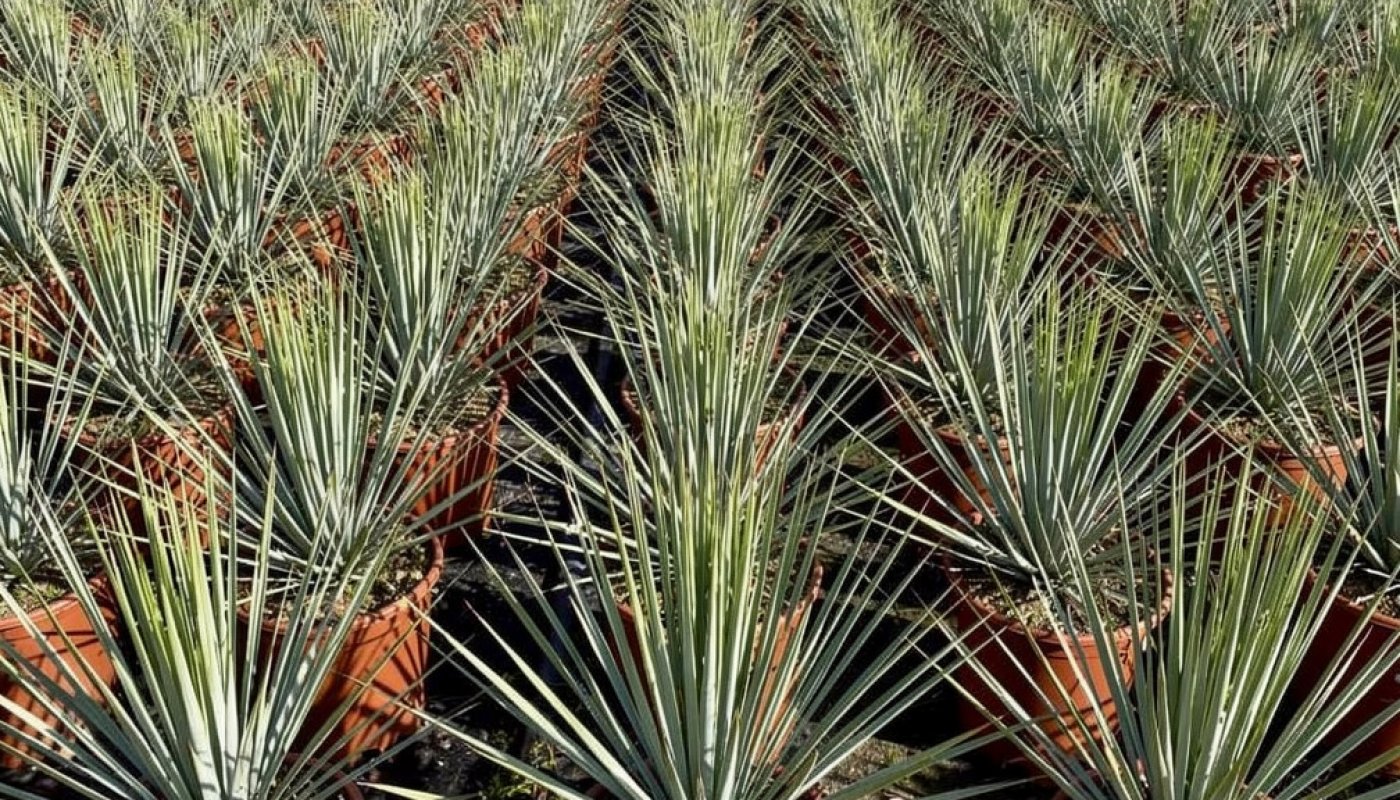 Yucca rostrata, Import