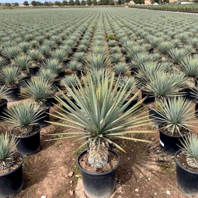 Yucca rostrata 40cm