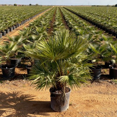 Chamaerops humilis 80cm