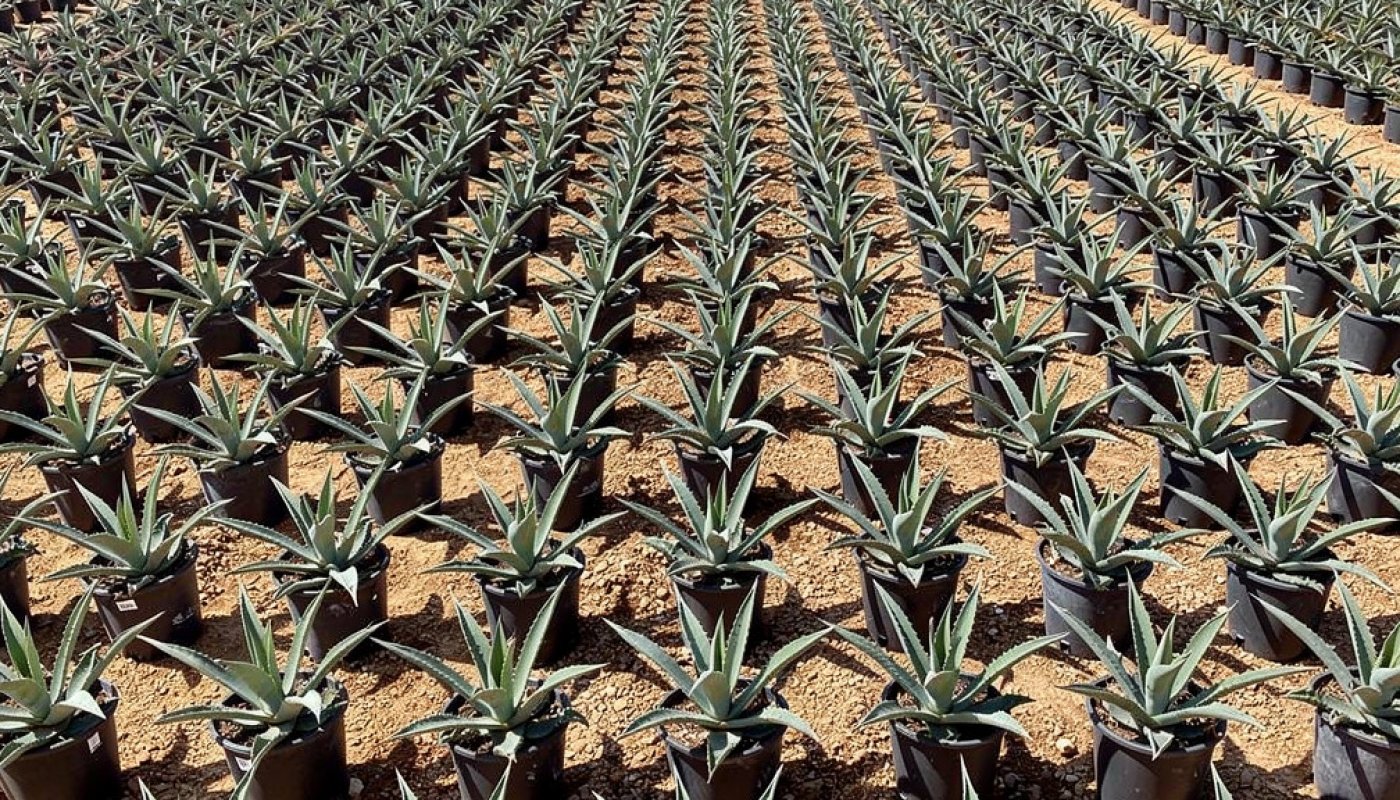 Agave americana, Für Gartencenter