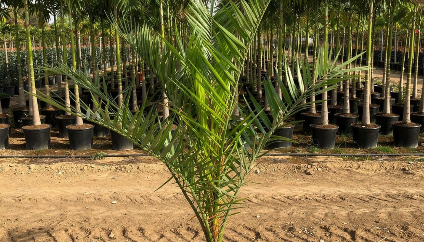Phoenix canariensis, Bulk Supply